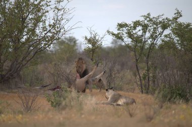 Kenya savanındaki aslan