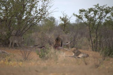 Afrika 'nın güneyindeki Kruger parkında aslan var.