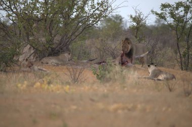 Savanadaki bir grup vahşi hayvan.