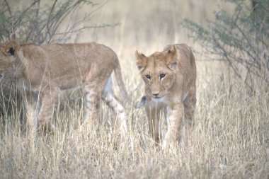 Doğadaki aslan yavrusu.