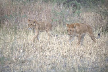 Aslan savanada yürüyor