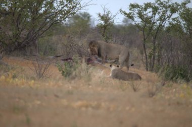 Bir grup aslan, bir sha oyununun çimlerinde aslanlar, namibya.