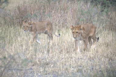 lion cub in the grass in nature habitat