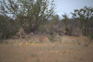 Büyük kırmızı bir geyik bir ağacın ortasında duruyor.