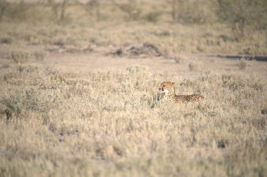 vahşi Kızıl geyik