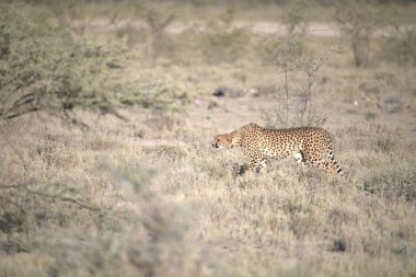 Savanada yürüyen leopar, vahşi yaşam