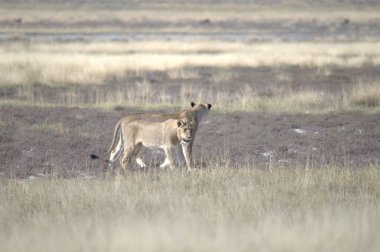 Kenya 'nın vahşi bozkırında aslan