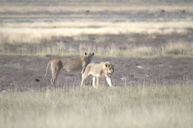 Aslanlar Savannah bir çift