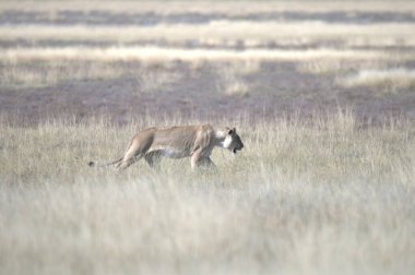 Vahşi hayvanlar, seçici odaklanma
