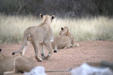 Etoşa Ulusal Parkı, Namibya 'daki bozkırda bir grup aslan.