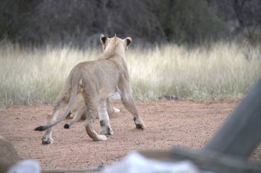Dişi aslan bozkırda yürüyor.