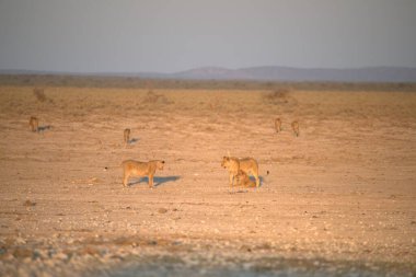 Savanadaki bir grup genç vahşi hayvan.