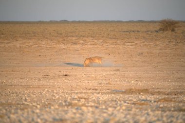 Güzel kızıl tilki kumsalda