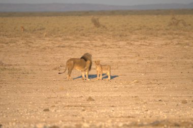 Afrika çölünün geyikleri.