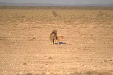 Çölde bir köpek yürüyor.