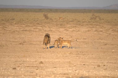 Etoşa Ulusal Parkı, Namibya 'daki vahşi hayvanlar