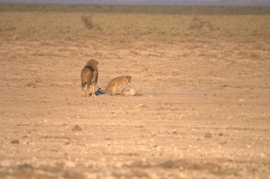 Çöldeki güzel vahşi bir aslan.