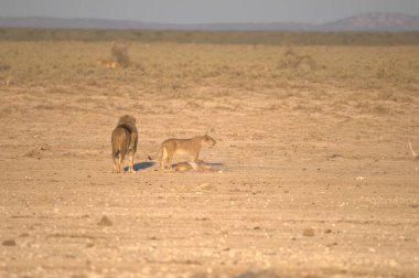 Vahşi hayvanlar, seçici odaklanma