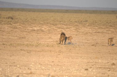 Çöldeki vahşi bir aslanın güzel bir görüntüsü.