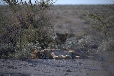 Vahşi doğada dişi aslan.