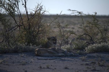 Namibya 'daki vahşi aslanlar