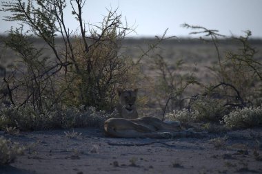 Afrika 'da Namibya aslanı
