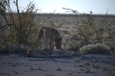 a lion with a foal on his neck