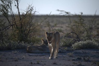 a beautiful shot of a young female lion walking in the savannah