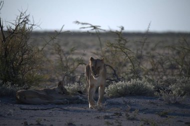 Etoşa Ulusal Parkı, Namibya 'daki aslanlar