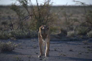 Aslan etkin ulusal park, Namibya