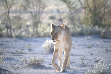 Namibya 'da çölde yürüyen beyaz bir aslan yavrusu.