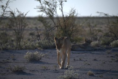 Etoşa Milli Parkı 'ndaki vahşi aslan.