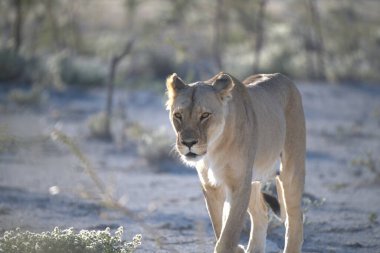 Namibya, Afrika 'da vahşi Afrika aslanı