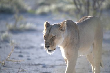 Bulanık bir arkaplanda, güneş ışığının altında kumda bir Afrika aslanının yakın çekimi.