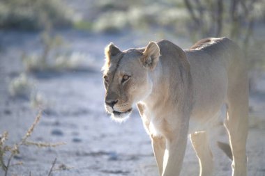 Afrika 'da Namibya aslanı