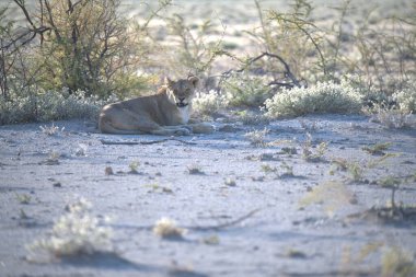 lion ( panthera leo ) resting in the savannah in etosha, namibia.