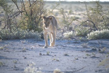 Namibya 'daki vahşi aslan
