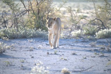 lion walking in the sand in the desert of namibia
