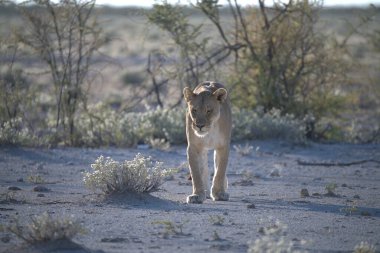 Namibya 'da Etoşa aslanı