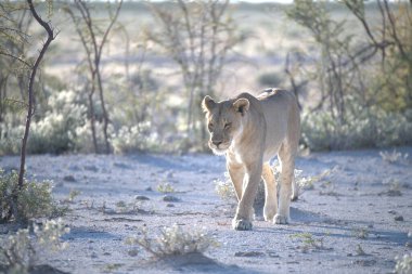 Etoşa 'daki dişi aslan.