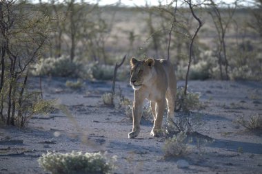 Vahşi hayvanlar, seçici odaklanma