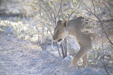 Çöldeki vahşi aslan