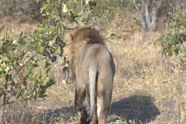 Aslan erkek aslan panthera leo leo