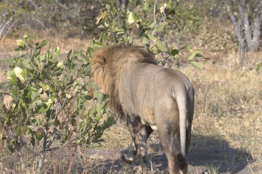Güney Afrika 'daki Kruger Ulusal Parkı' nda aslan var.