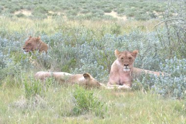 Vahşi doğada dişi aslan, Panthera Mara, Kenya, Afrika