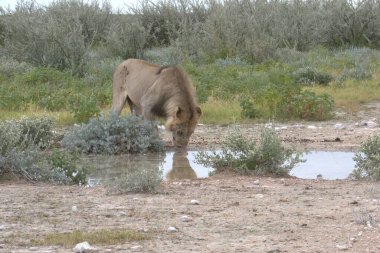 Utah çölünde vahşi atlar