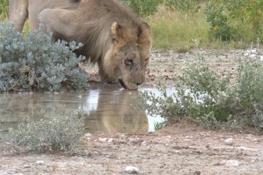 Namibya 'daki Etoşa Ulusal Parkı' nda su içen bir aslan.