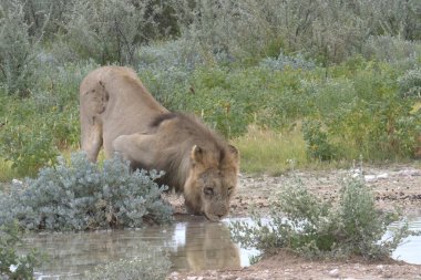 Kuru otlarla dolu bir gölde su içen bir aslanın güzel görüntüsü.