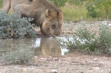 Aslan su içiyor.