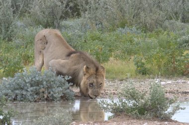 Etoşa Ulusal Parkı, Namibya 'daki bir delikten su içen genç bir dişi aslanın yakın çekimi.